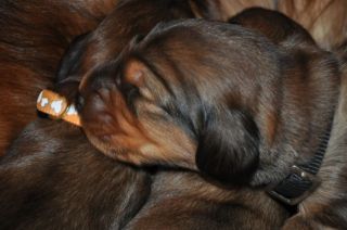 Jamniki d�ugow�ose